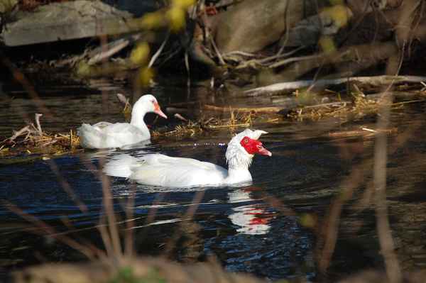 Ente oder Gans