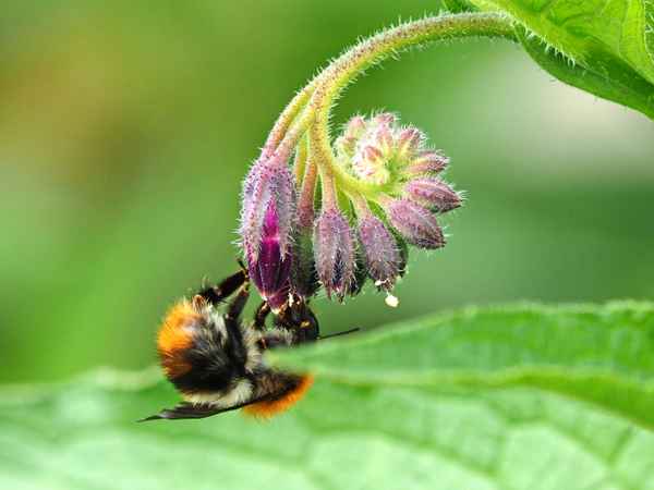 die letzten blüten nutzen