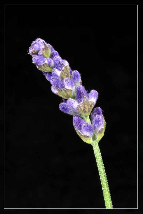 Lavendel