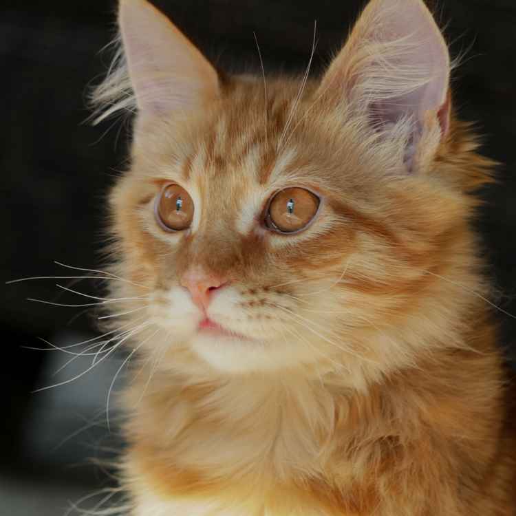 Maine Coon-Kater Sammy mit 7 Monaten