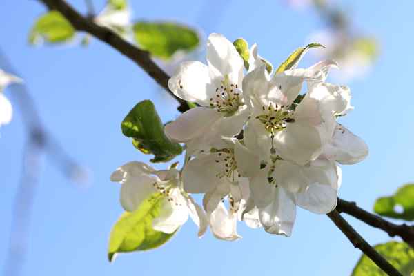 apfelblüte im sonnenlichtlicht