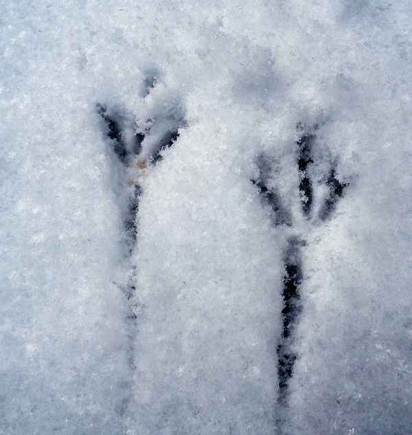 Winzige Vogelspuren im Schnee