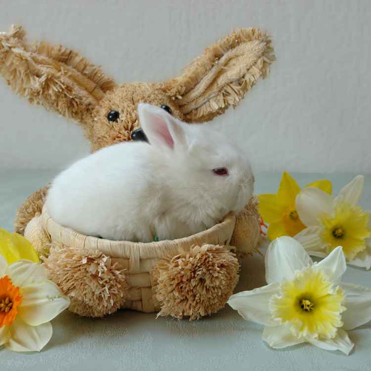 Mindestlohn für Osterhasen!