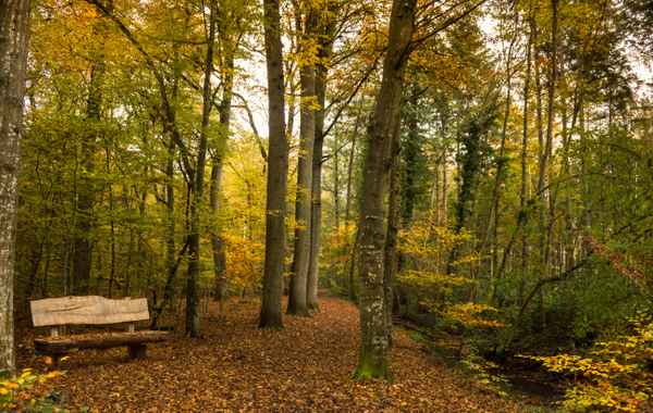 Bunt sind schon die Wälder...2...