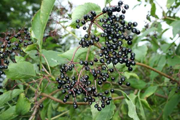 Holunder aus dem Vogler