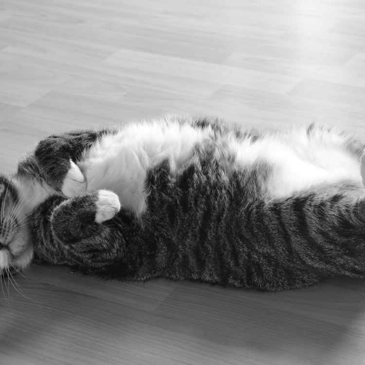 Katze auf Rücken liegend