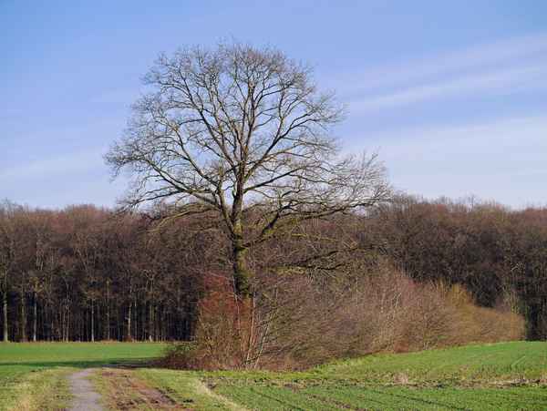 Schneefrei und frühlingshaft , . . . .