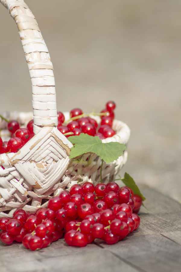 Rote Johannisbeeren Korb