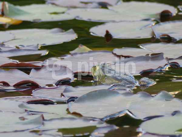 Frosch