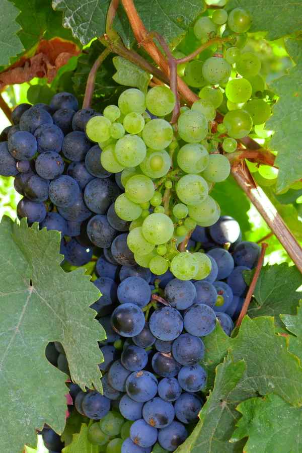 Weiß und rot an einem Weinstock?