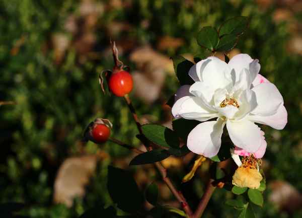 Novemberpracht in Weiß 03