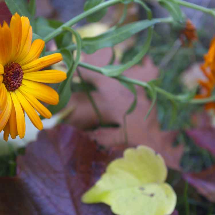 letzte Blume vor dem Winter