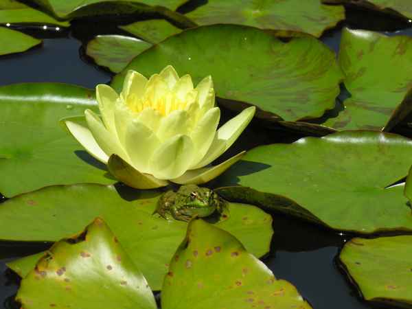 Frosch mit gelber Seerose