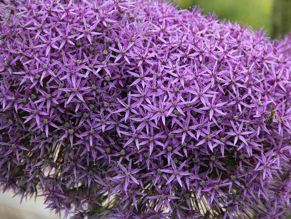 Alliumblüte Nahaufnahme