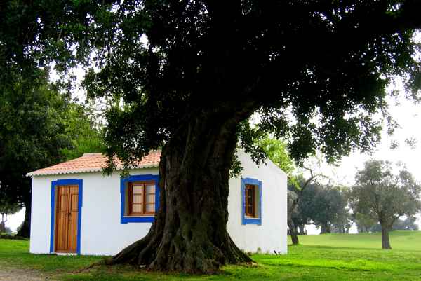 Haus auf dem Golfplatz mit Oliven
