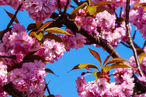 Japanische Kirschblüte vor Frühlingshimmel