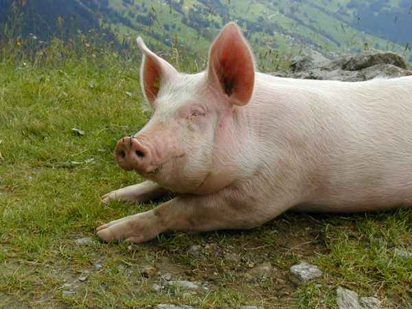 Saustark in der Schweiz