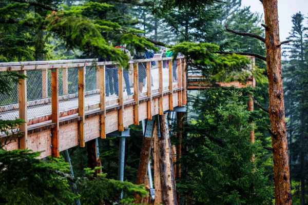 Holzbauwerk - Baumwipfelpfad 2