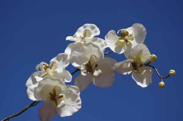 Weiße Orchidee