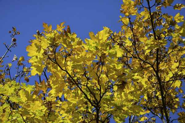 Baum im Herbst vor blauem Himmel
