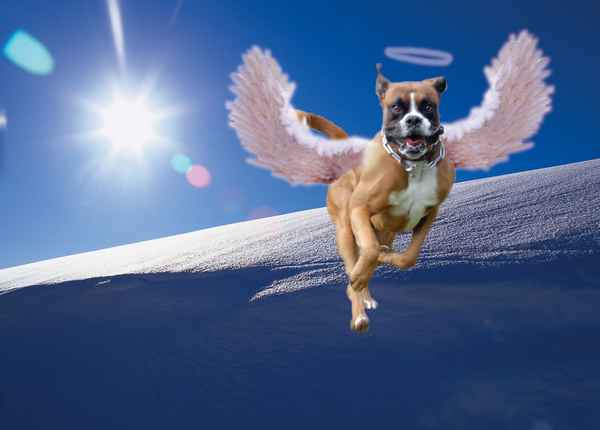 Max wünscht allen Pixelio-Freunden Frohe Festtage!