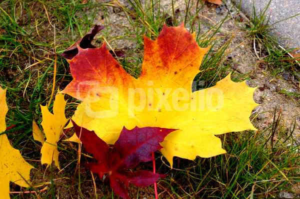 Herbstleuchten