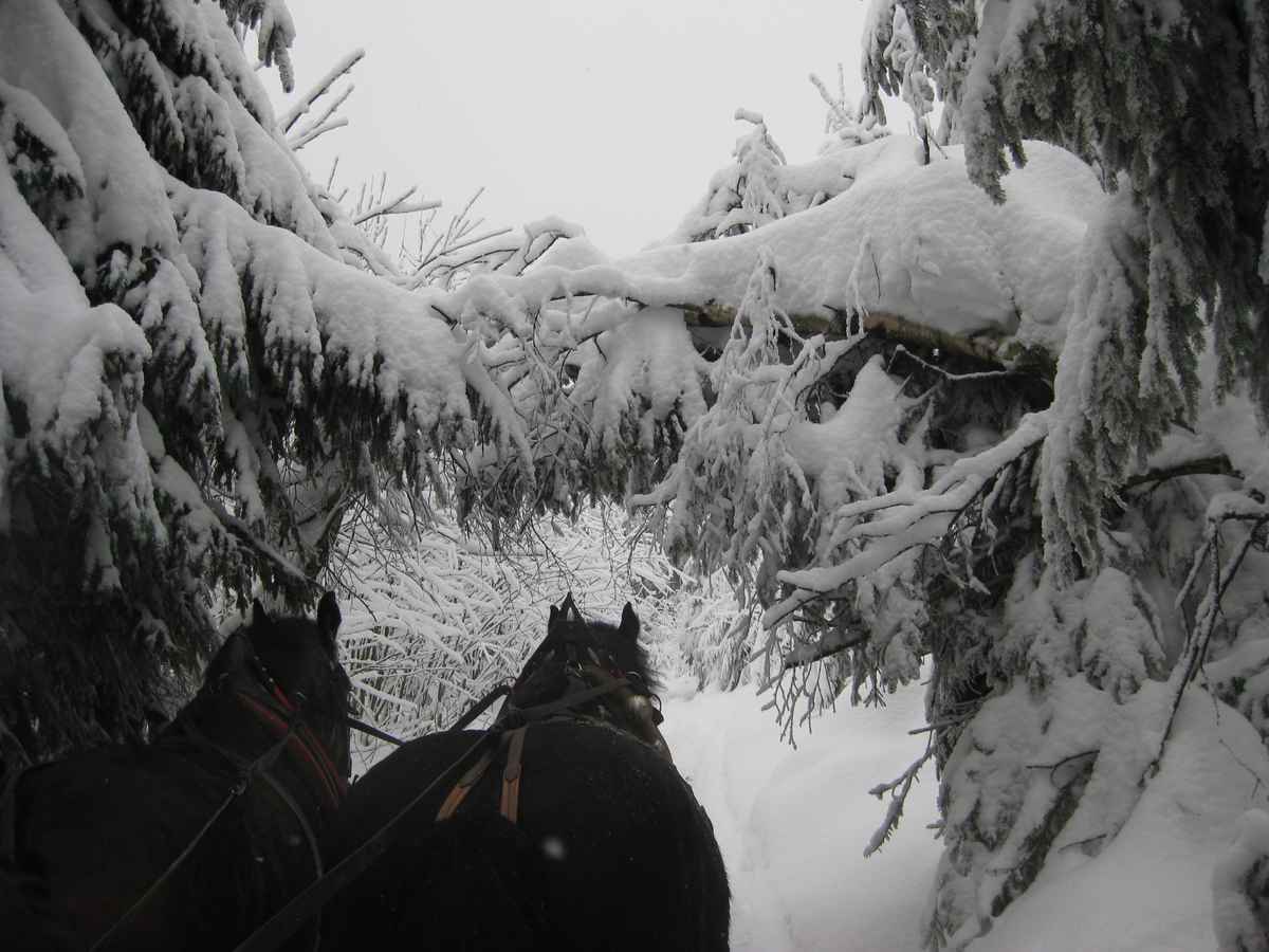 Tannen voller Schnee