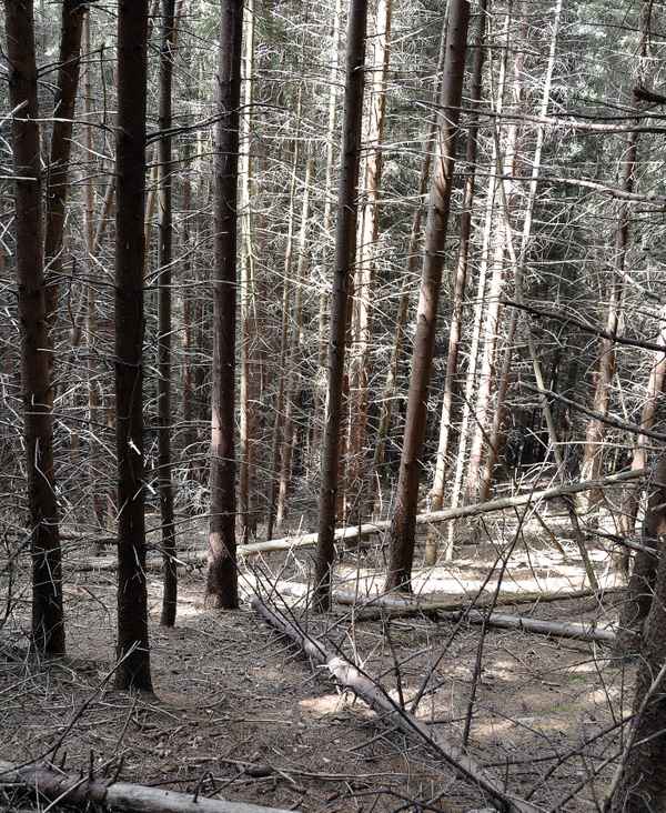 Waldsterben
