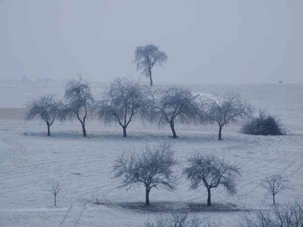 Winterreif im Odenwald, Serie 2