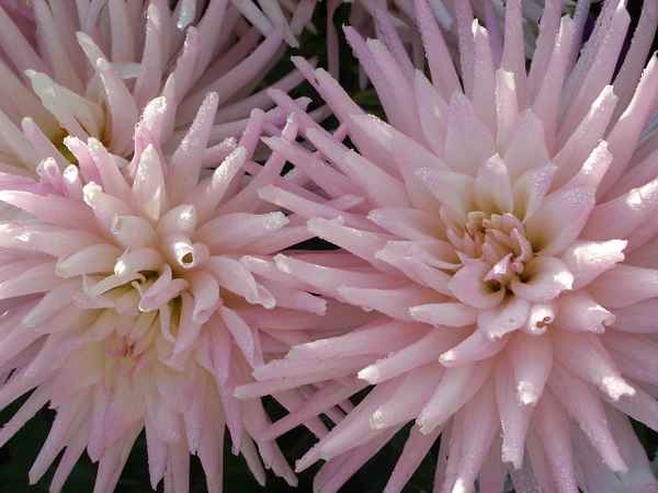 Dahlien-Sterne mit Morgentau