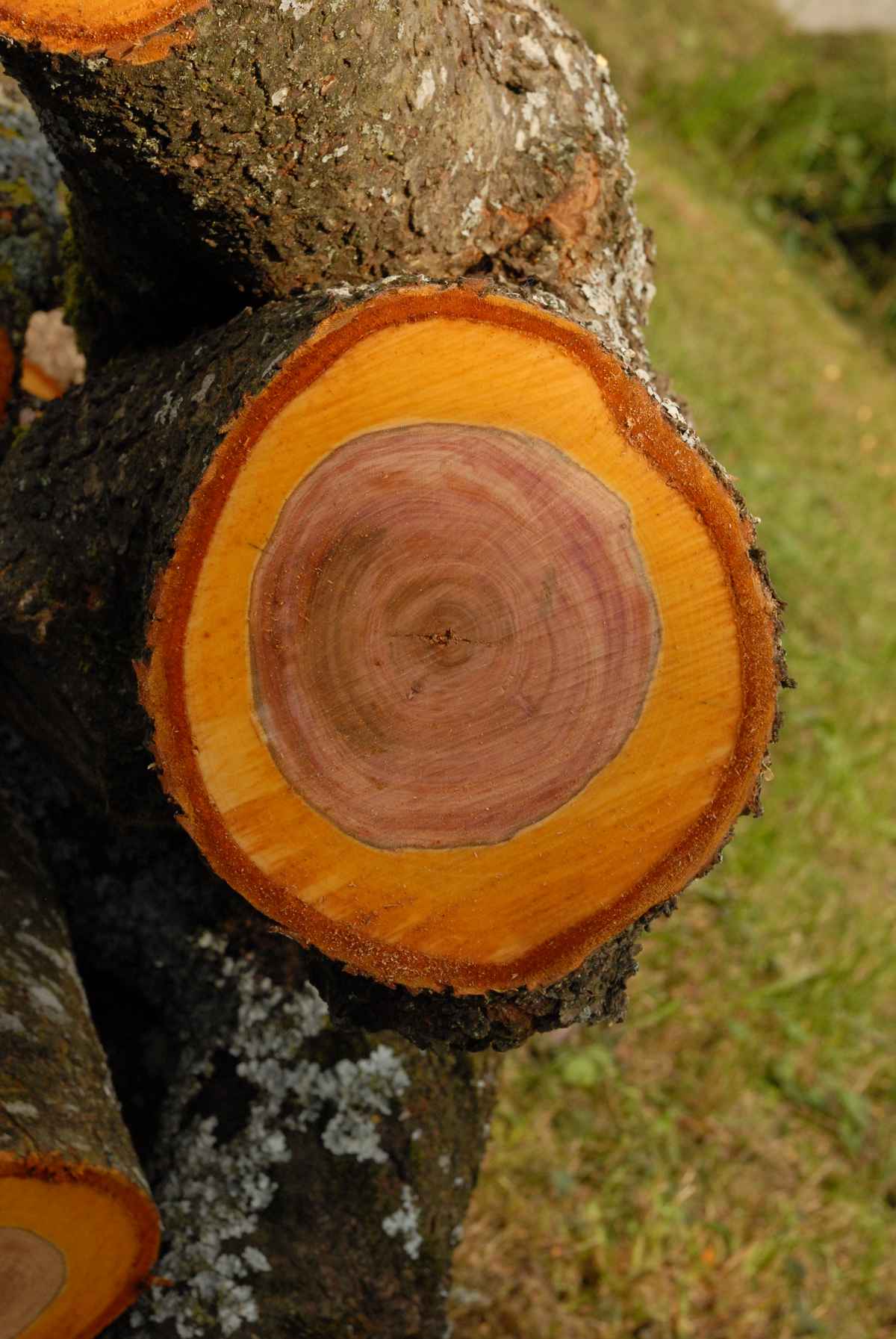 Schnittfläche Zwetschkenbaum