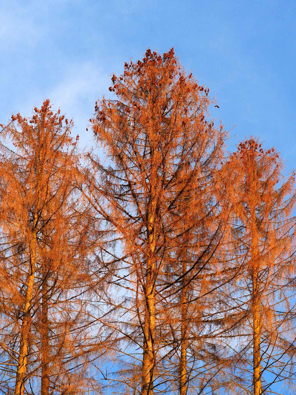 Tote Fichten im Sonnenlicht