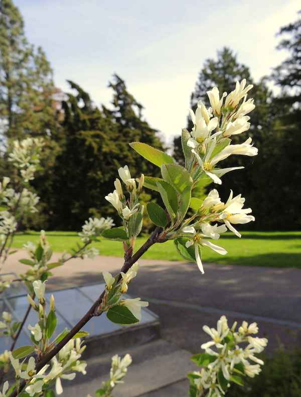 Im Botanischen Garten 4