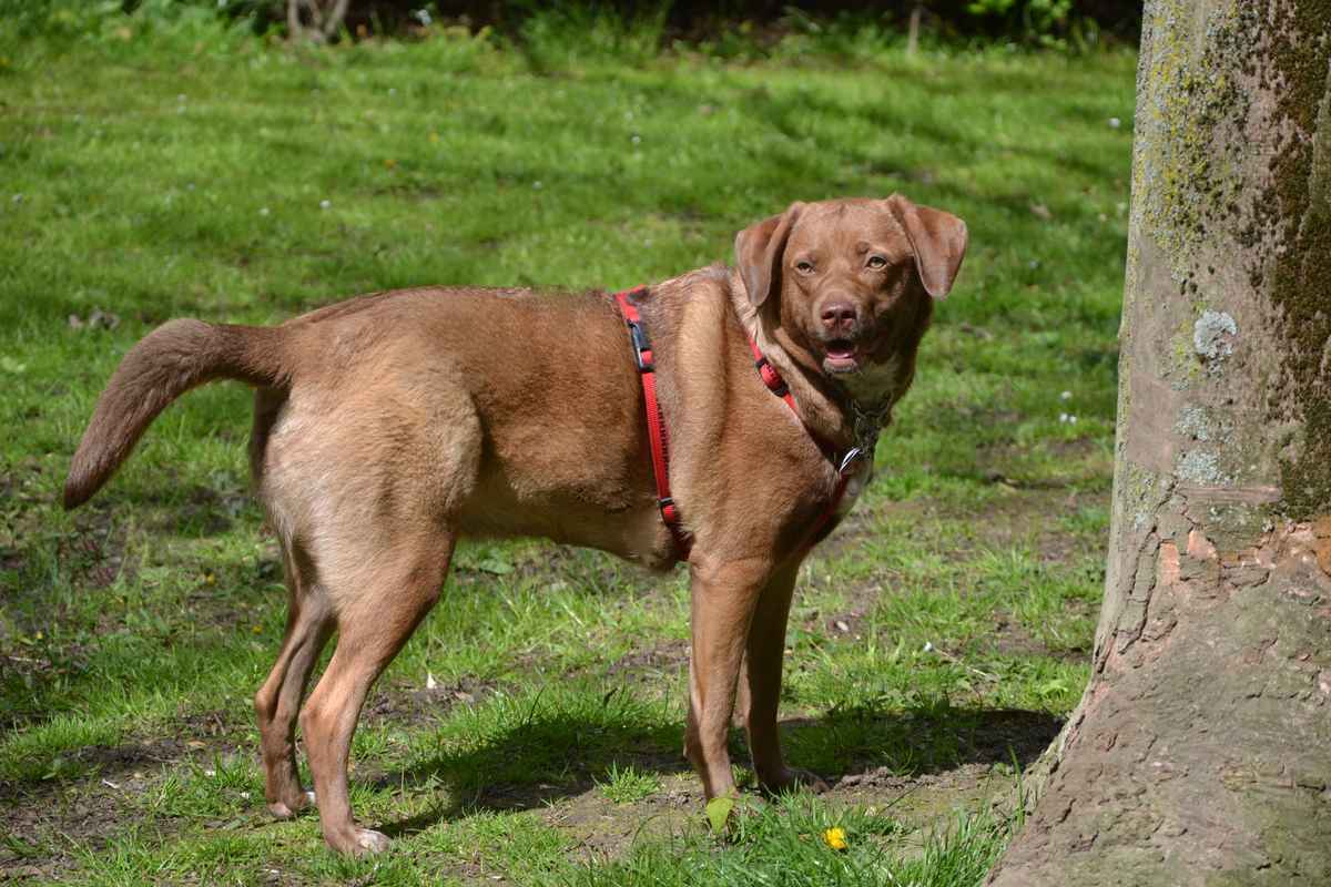 Labrador-Mischling