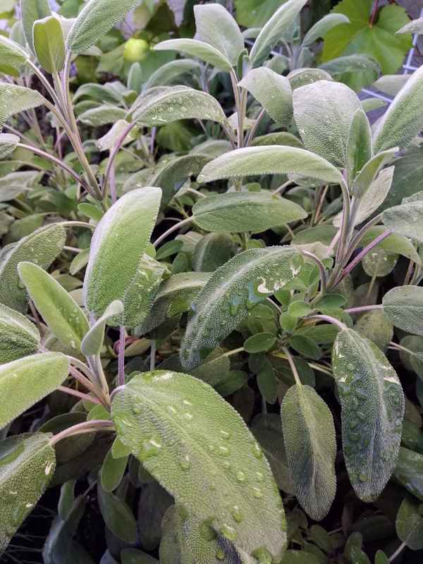 Salbei (Salvia officinalis)