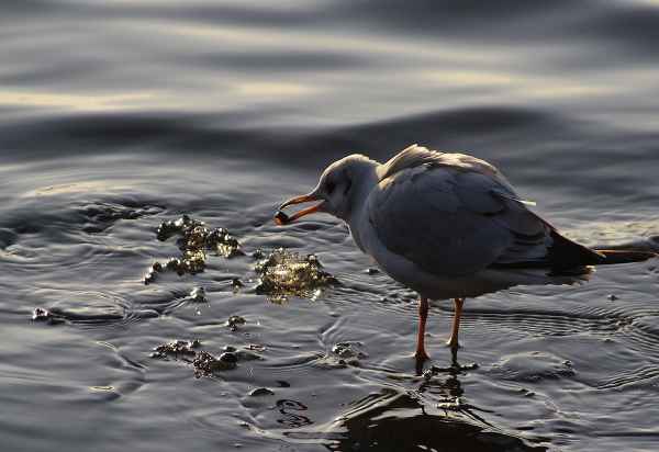Möwe mit Stein