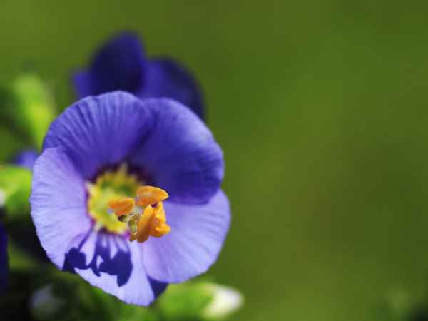 Blaue Blüte II