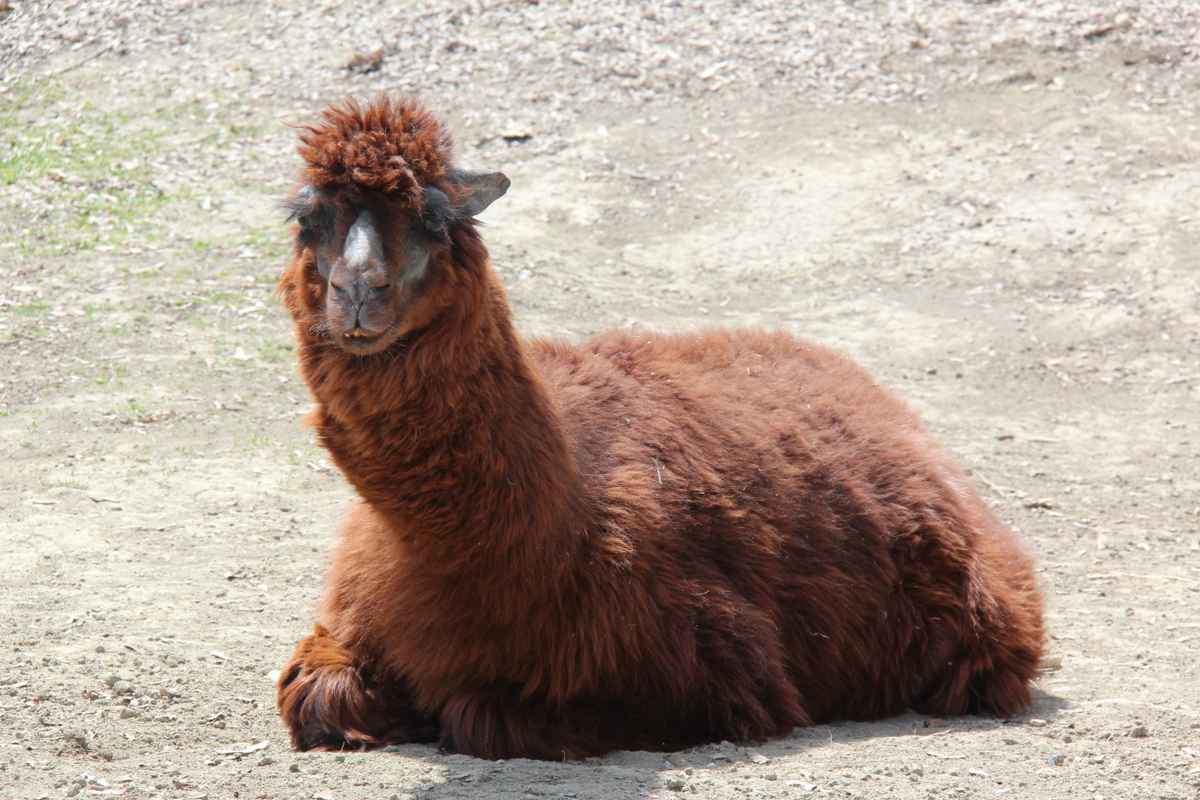Alpaka