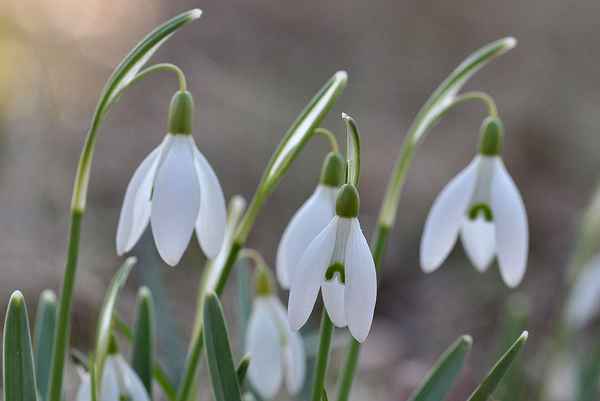 Zarte Glöckchen im weißen Röckchen