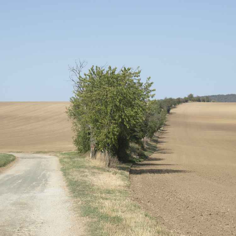 Der alte Feldweg