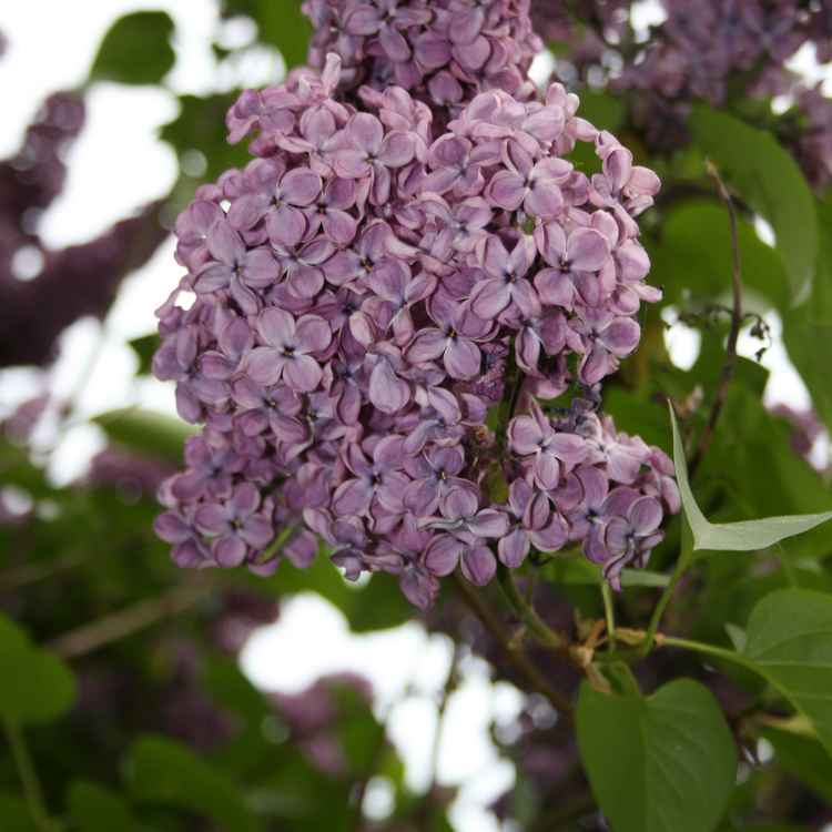 Blauer Flieder