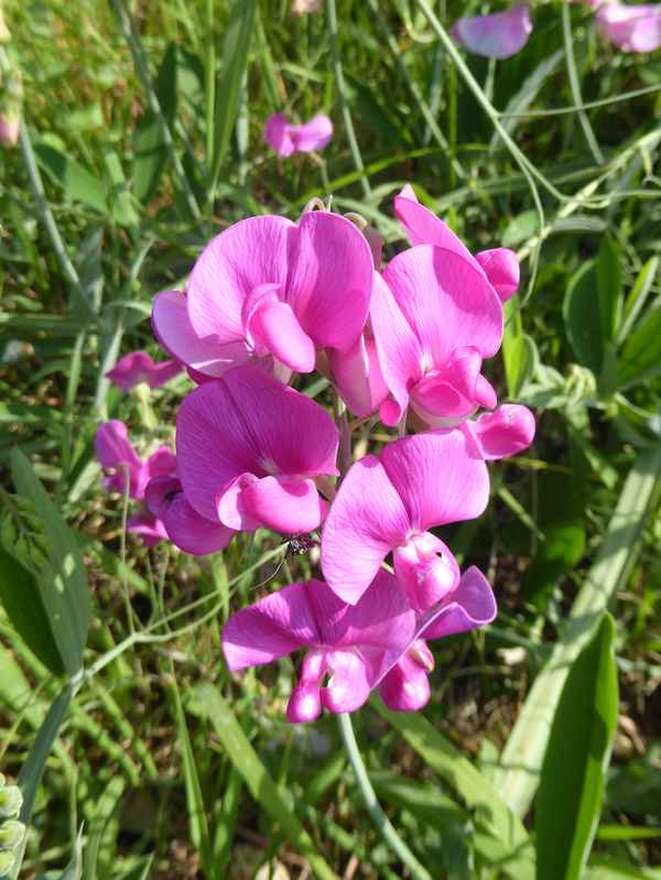 Blumen am Wegrand / 1