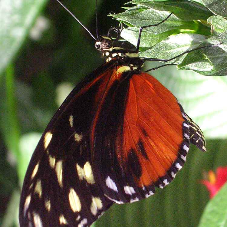Schmetterling(shaus)