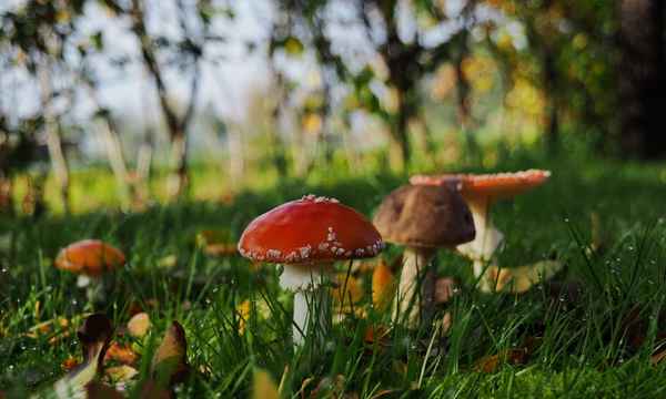 in der bunten wiese