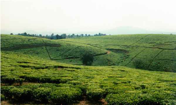 Teeplantage in Südtanzania