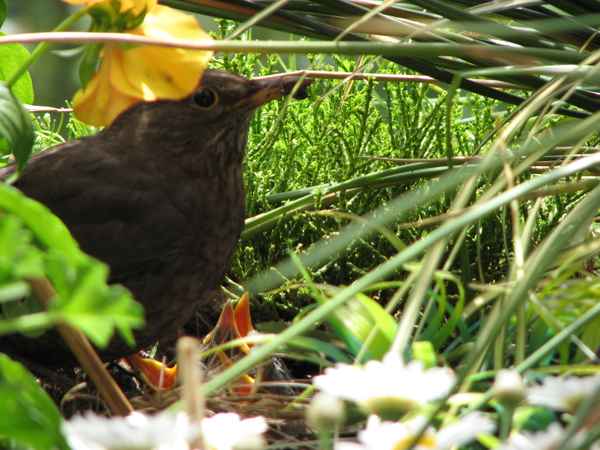 Amsel beim füttern