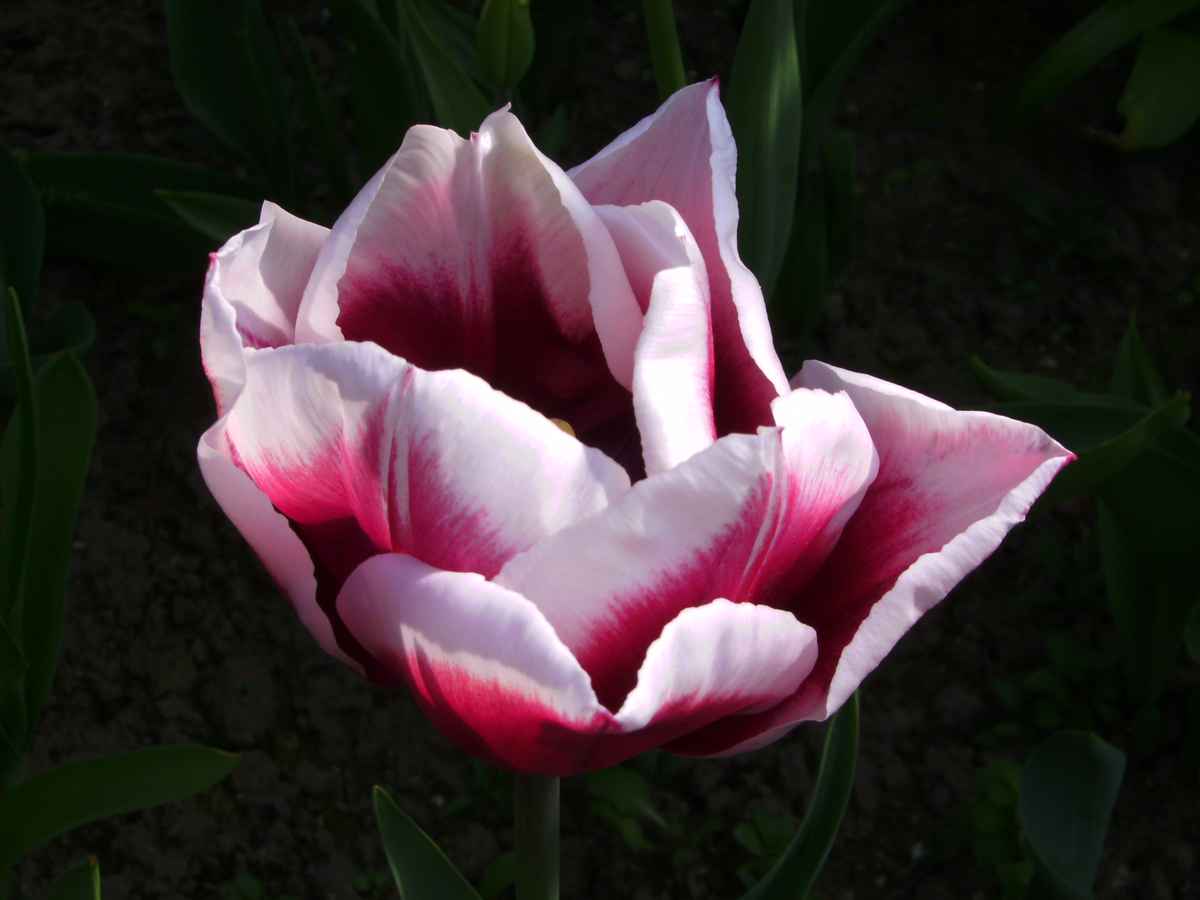 Tulpen aus Amsterdam