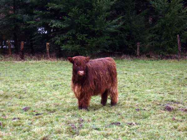 Schottisches Hochlandrind Jungtier