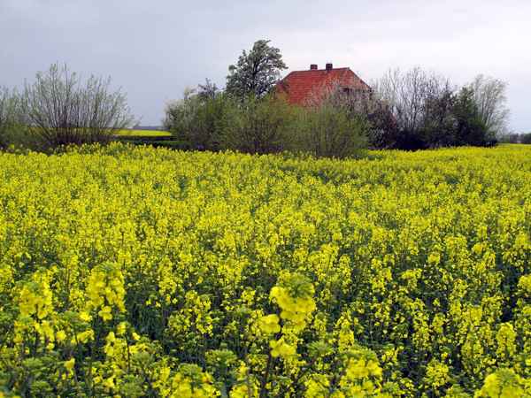 Blühende Rapsfelder