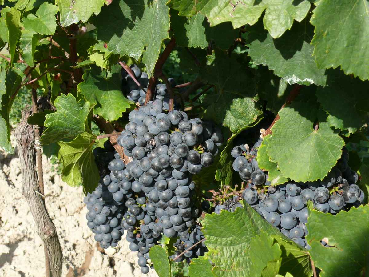 Weinlese